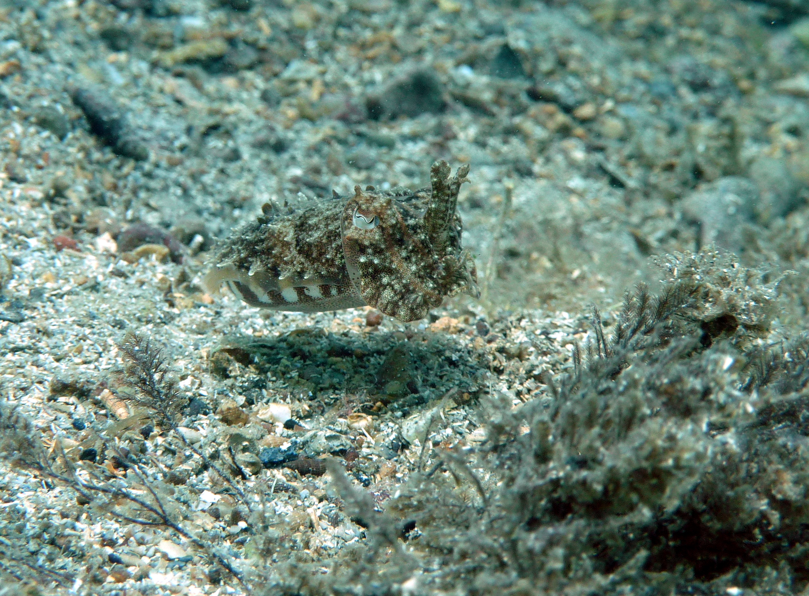 Juvenile Sepia in der Bucht von der Tauchbasis Rovinj Sub