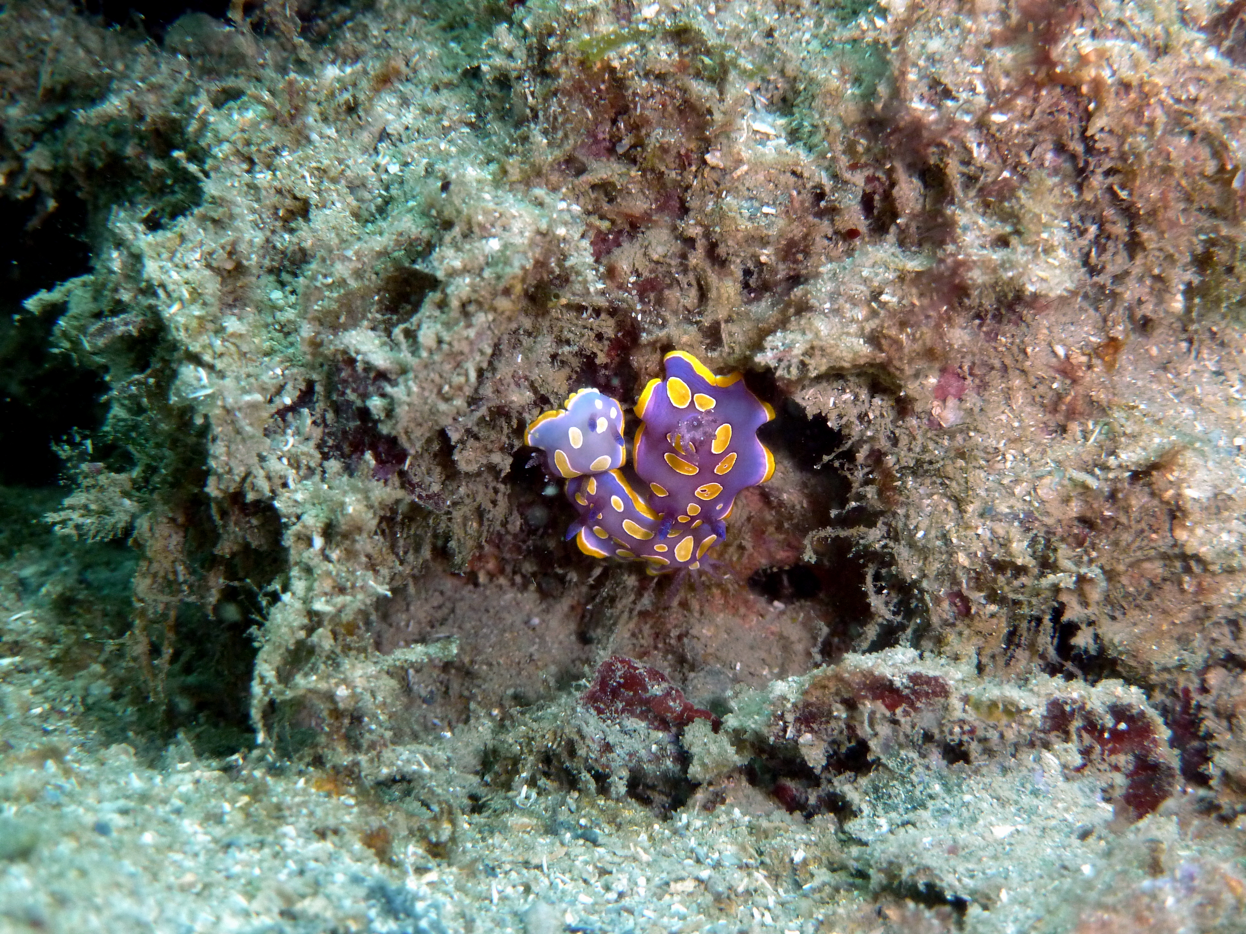 drei gelb, violette Nacktschnecke in der Bucht der Tauchbasis Rovinj Sub