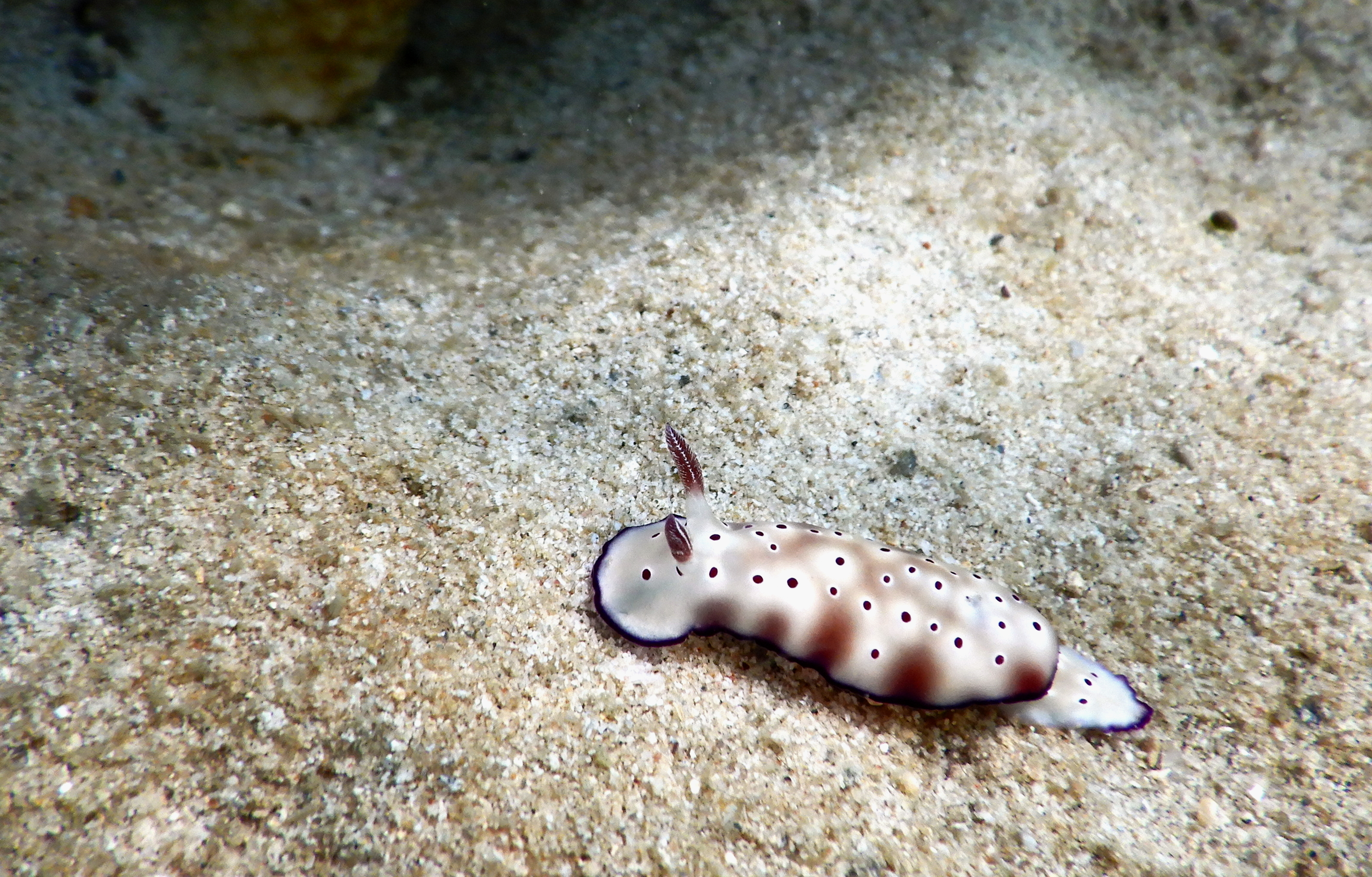 Nacktschnecke im Sand